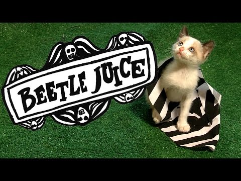 BEETLEJUICE (Cute Kitten Version) - UCPIvT-zcQl2H0vabdXJGcpg
