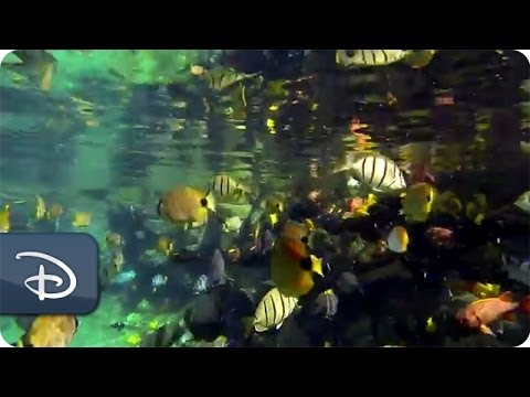 Under the Sea in Rainbow Reef | Aulani Resort & Spa - UC1xwwLwm6WSMbUn_Tp597hQ