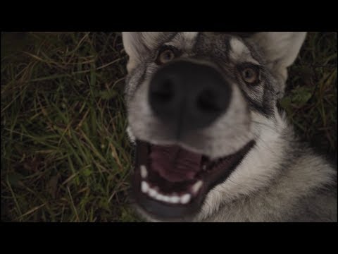 Saarloos Wolfdog,  life with wolves (Czech kennel)