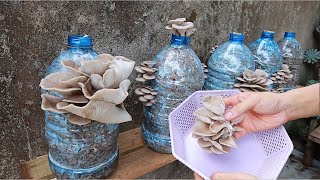 Easy - Simple - Tips for growing mushrooms in plastic bottles at home