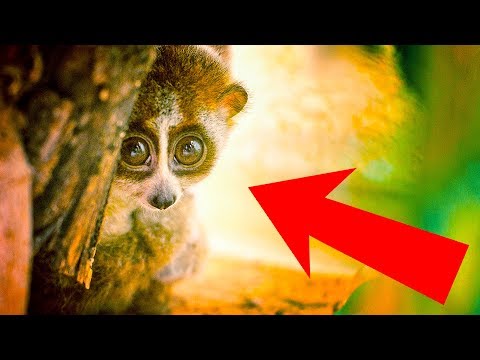 10 Cute Animals That Can Actually Kill You - UC4rlAVgAK0SGk-yTfe48Qpw