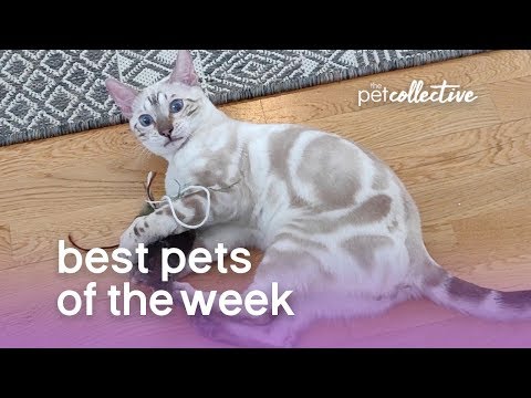 Best Pets of the Week (August 2019) Week 1 | The Pet Collective - UCPIvT-zcQl2H0vabdXJGcpg