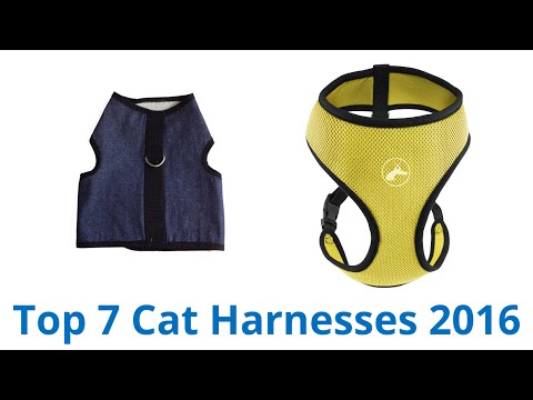 7 Best Cat Harnesses 2016 - UCXAHpX2xDhmjqtA-ANgsGmw