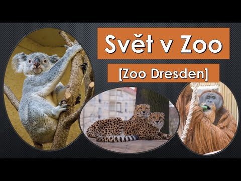 Svět v Zoo (Drážďany) - Slon, Koala, Krokodýl, ...
