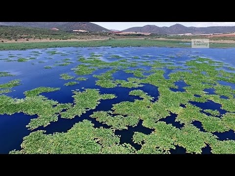 Το δάσος με τα νούφαρα | Παραλίμνη Βοιωτίας |  Lilies Lake Greece Drone - UCyly0SkVXoQ3nHbKj1QignA