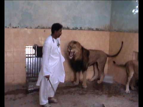 Teasing Lions in Pakistan