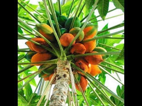 Como cultivar Papaya - TvAgro por Juan Gonzalo Angel - UCzW1r6IO7r8C2RPLZrD5lwA