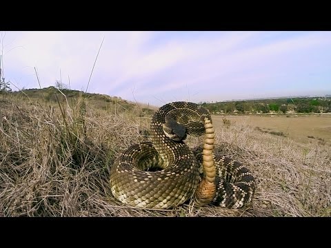 GoPro: Rattlesnake Wranglers - UCqhnX4jA0A5paNd1v-zEysw