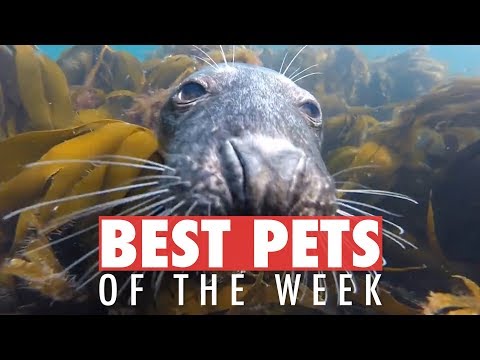 Best Pets of the Week | July 2018 Week 3 - UCPIvT-zcQl2H0vabdXJGcpg