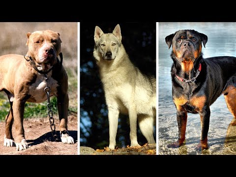 7 Most Banned and Dangerous Dogs Around In the World - UC4rlAVgAK0SGk-yTfe48Qpw