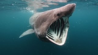 Solstice - Scotland's Basking Sharks