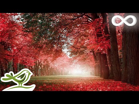 Relaxing Beautiful Romantic Music: Piano Music, Violin Music, Cello Music, Guitar Music ★74 - UCjzHeG1KWoonmf9d5KBvSiw