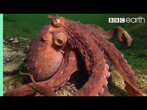 Octopus Steals Crab From Fisherman - Super Smart Animals - BBC Earth - UCwmZiChSryoWQCZMIQezgTg