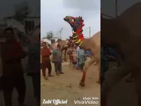 DJ Bravo Camel In Mandi