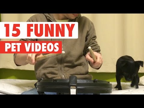 15 Funny Pets | Awesome Pet Video Compilation 2017 - UCPIvT-zcQl2H0vabdXJGcpg