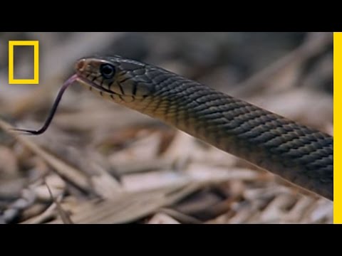 Cobra vs. Rat Snake | National Geographic - UCpVm7bg6pXKo1Pr6k5kxG9A