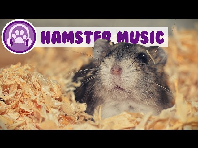 Rock Music for Hamsters: A How-To Guide