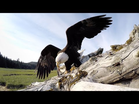 GoPro Awards: Eagle Steals GoPro - UCqhnX4jA0A5paNd1v-zEysw