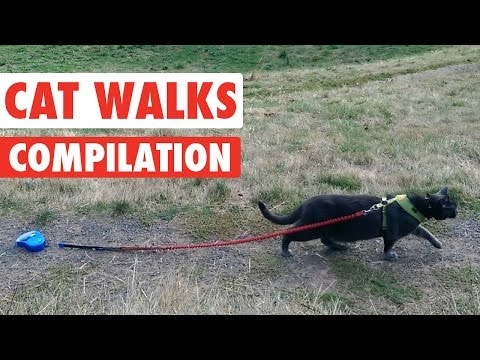 Funny Catwalk Cats Walking Video Compilation 2016 - UCPIvT-zcQl2H0vabdXJGcpg