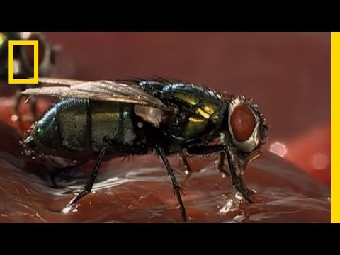 Maggot Medicine | National Geographic - UCpVm7bg6pXKo1Pr6k5kxG9A