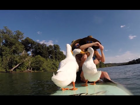 Ducks, Lori, and Mitch on Lake Austin (uncut footage) - UCTs-d2DgyuJVRICivxe2Ktg