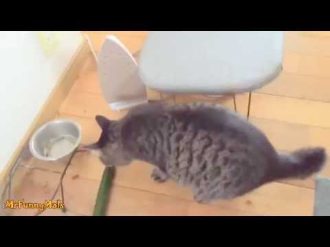 Kedilerin Salatalıkla İmtihanı
