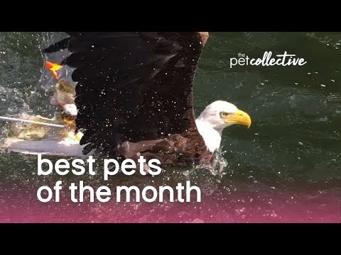 Best Pets of the Month (August 2019) | The Pet Collective - UCPIvT-zcQl2H0vabdXJGcpg