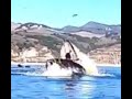 Deux kayakistes dans la gueule d une baleine