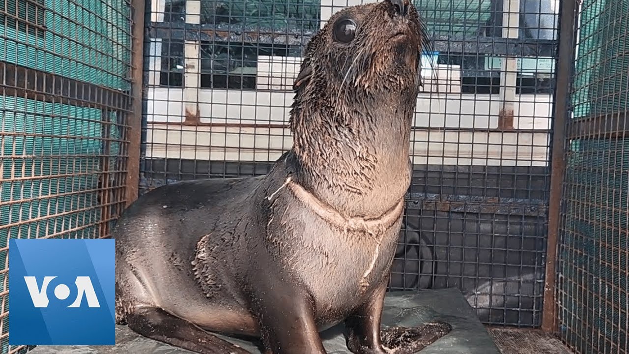Plastic Tears Sea Lion’s Neck in Argentina | VOA News