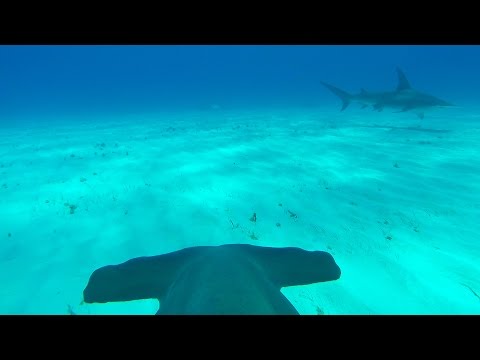 GoPro: Hammerhead Fin Cam in 4K - UCqhnX4jA0A5paNd1v-zEysw