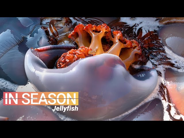 Is Jellyfish Edible?