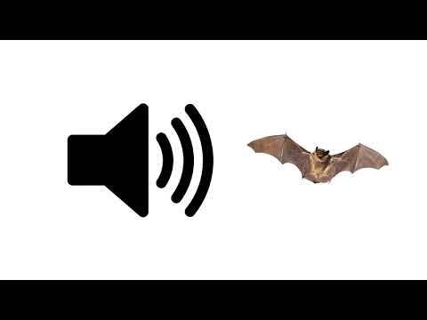 Bat Sounds - Sound Effect | ProSounds