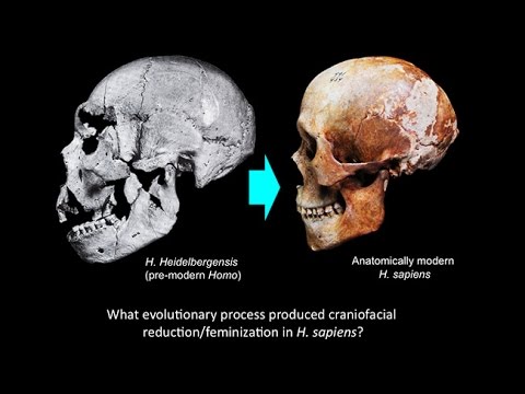 CARTA:Domestication and Human Evolution - Robert Franciscus: Craniofacial Feminization in Evolution - UCh6KFtW4a4Ozr81GI1cxaBQ