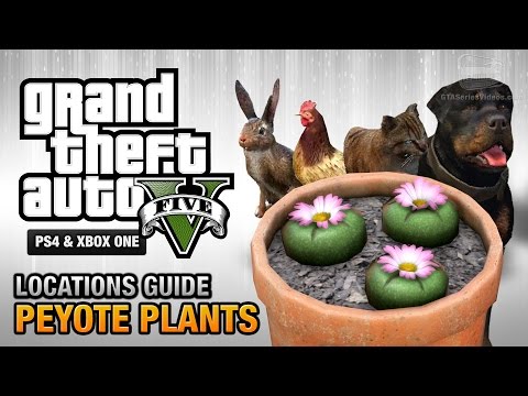 GTA 5 - Peyote Plants Location Guide (Play as an Animal) - UCuWcjpKbIDAbZfHoru1toFg
