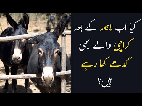 Donkey Meat in Karachi Wedding Hall | Shaadi Hall Me Ghaday Ka Gosht