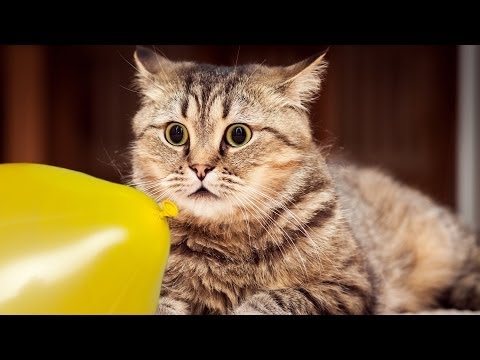 Cats and dogs vs balloons - Funny animal compilation - UC9obdDRxQkmn_4YpcBMTYLw