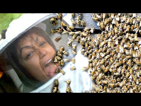 10,000 BEES ATTACK BEEKEEPER LIZA KOSHY - UCiIFLzjBUX5WpkVqVDVWMTQ