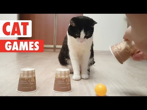 Cat Games | Playful Cats Video Compilation - UCPIvT-zcQl2H0vabdXJGcpg