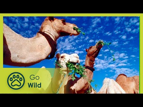 Libyan Sahara Water from the Desert - The Secrets of Nature - UCVGTgXC1P--xM480Z6DqyAg