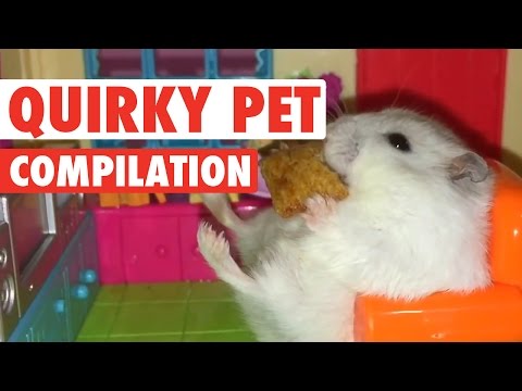 Quirky Pets || Funny Pet Compilation - UCPIvT-zcQl2H0vabdXJGcpg