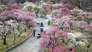 Ume - Japanese Flowering Plum Trees