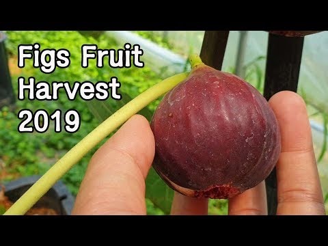 무화과 열매 따먹기ㅣFigs Fruit Harvest 2019