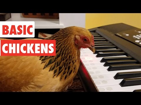 Basic Chickens | Funny Chicken Video Compilation 2017 - UCPIvT-zcQl2H0vabdXJGcpg