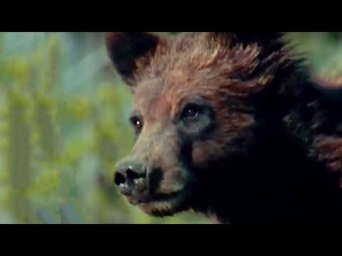 Howling at the Forest - Transylvania Living with Predators - BBC - UCwmZiChSryoWQCZMIQezgTg