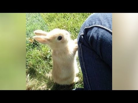 You'll MELT FROM CUTENESS and LAUGH FROM FUNNINESS - Best BABY ANIMAL videos - UCKy3MG7_If9KlVuvw3rPMfw
