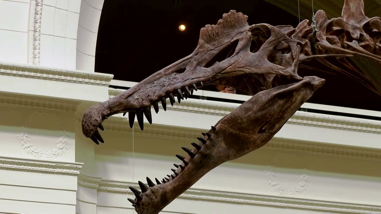 World’s largest predatory dinosaur debuts in Chicago