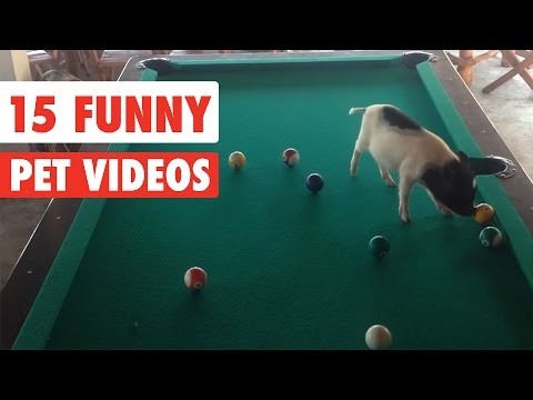 15 Funny Pet | Awesome Videos Compilation 2017 - UCPIvT-zcQl2H0vabdXJGcpg