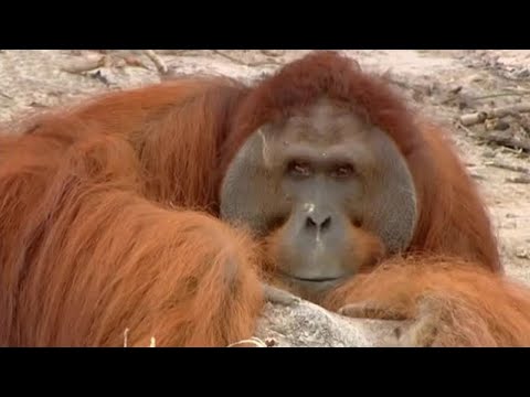 Hercules the Orangutan | Orangutan Diary | BBC - UCwmZiChSryoWQCZMIQezgTg