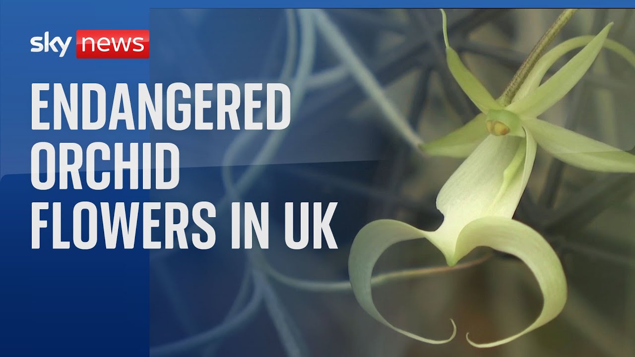 Endangered orchid flowers in UK for first time