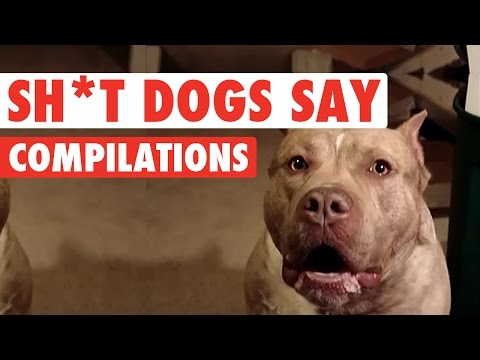 Sh*t Dogs Say Funny Pet Video Compilation 2016 - UCPIvT-zcQl2H0vabdXJGcpg